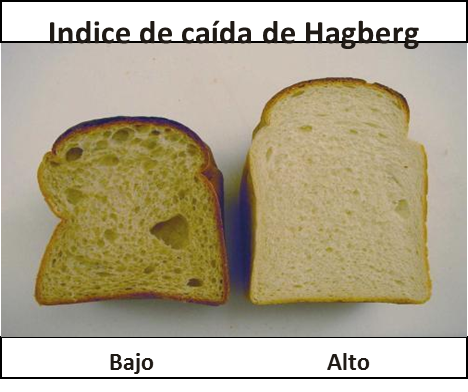 Indice de caída de Hagberg